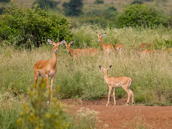 Eine Gruppe von Impalas in der Savanne