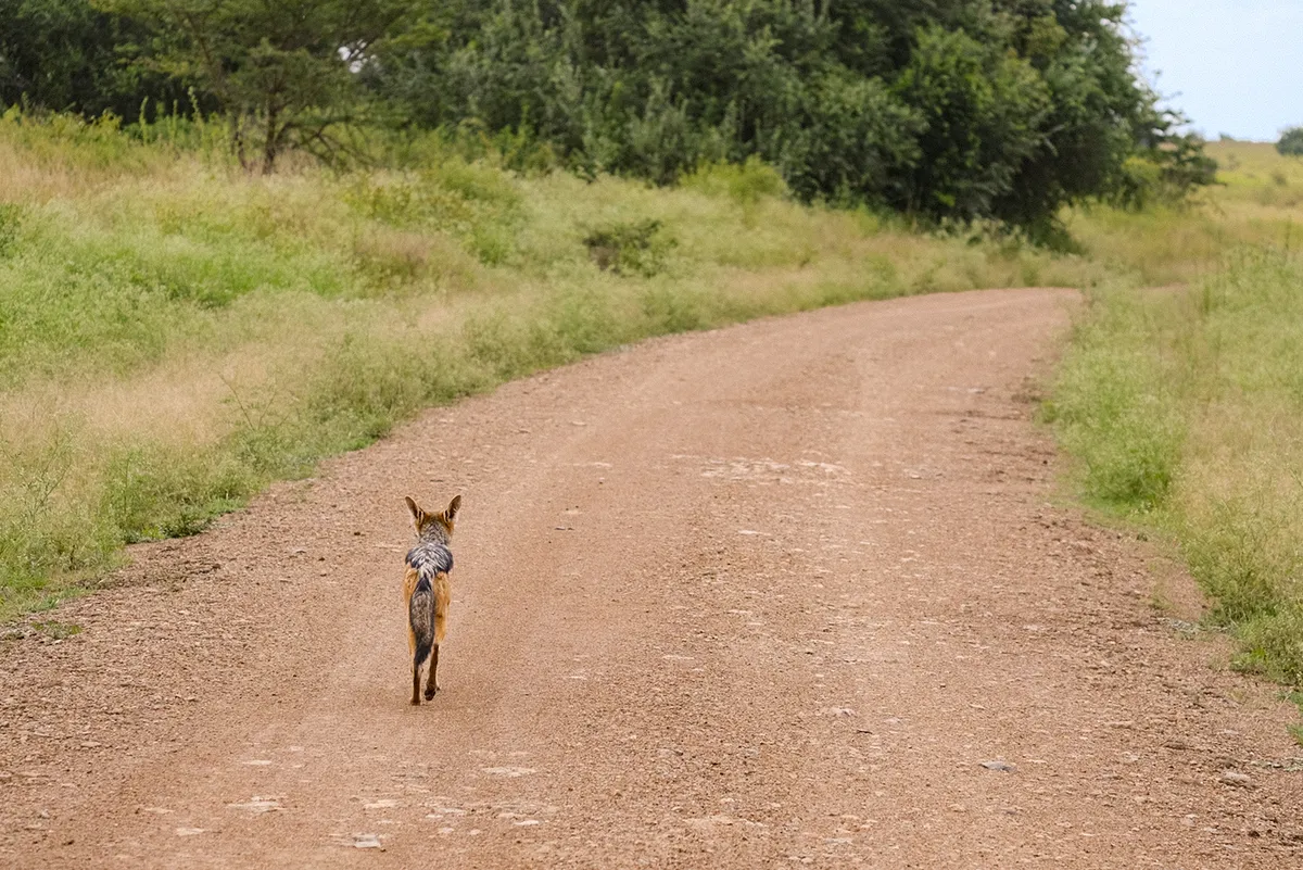 Fuchs auf Weg durch Nationalpark