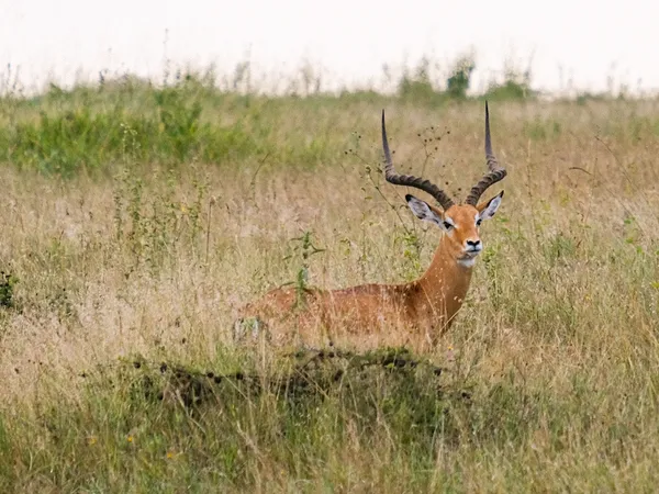 Gazelle mit großen Hörnern auf der Pirsch