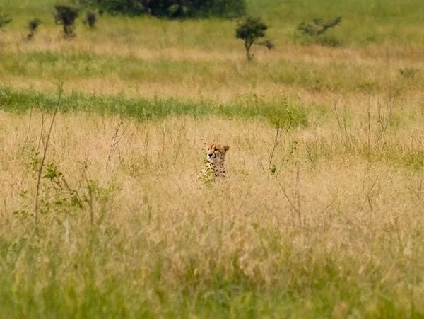 Gepard versteckt im Graß der Savanne