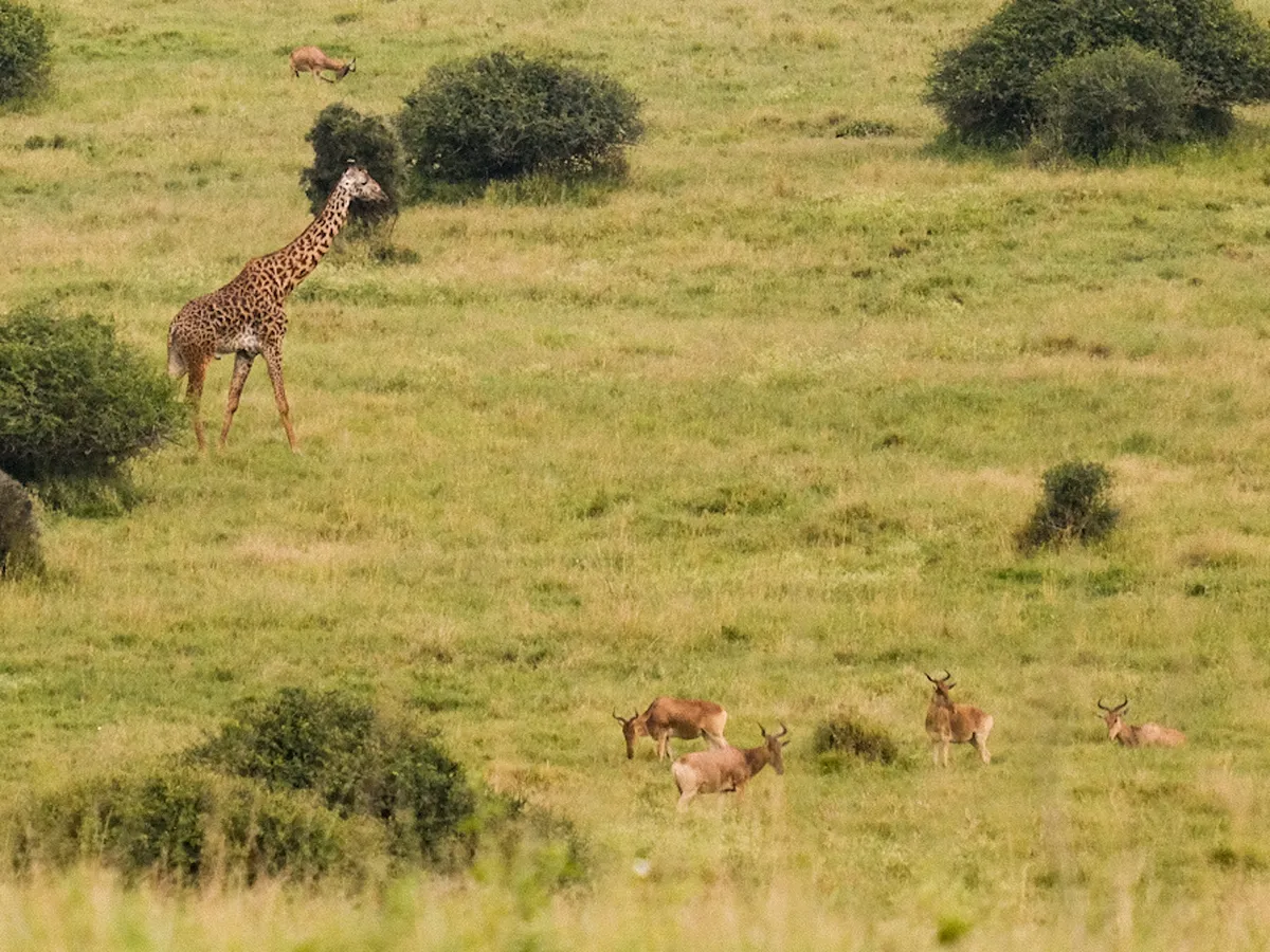 Landschaftsbild mit Giraffen und Antilopen