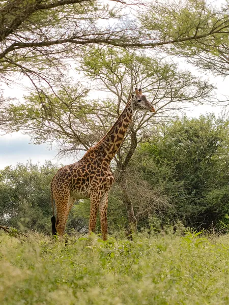 Masai-Giraffe in der Savanne