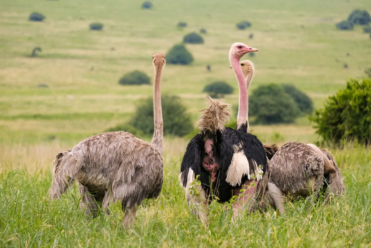 Massai-Straußenfamilie im Nationalpark