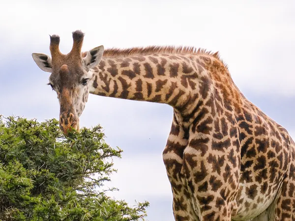 Massai Giraffe isst gebückt vom Baum