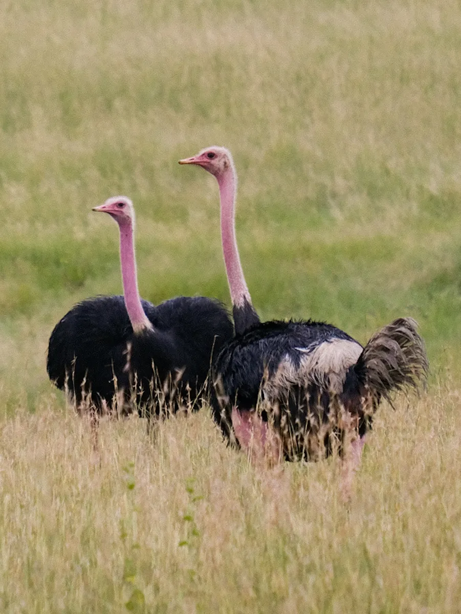 Massai Straußenpaar