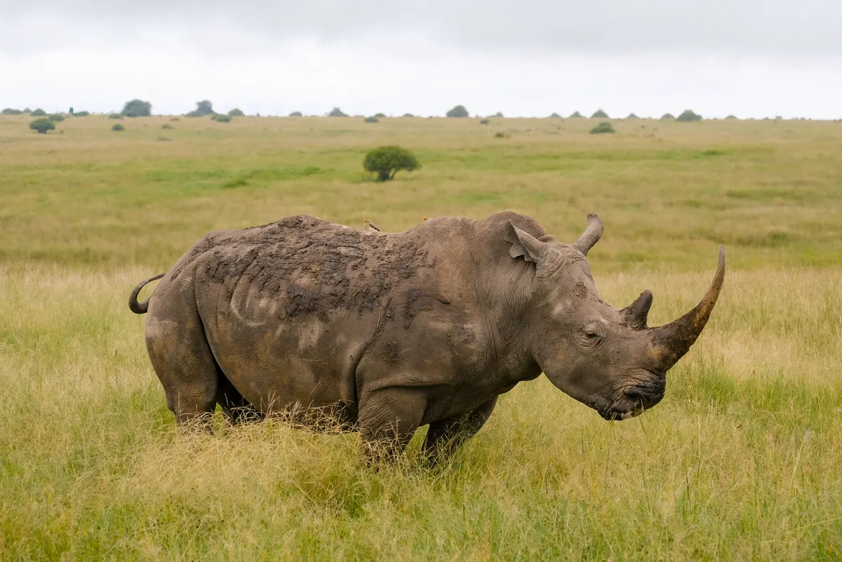 Spitzmaulnashorn in Kenia