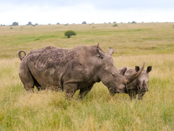 Spitzmaulnashorn mit seinem Baby