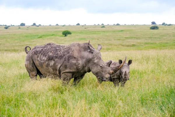 Safari im Nairobi Nationalpark