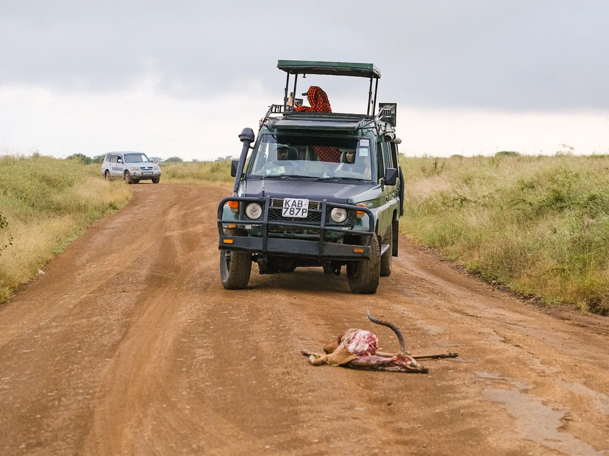 Tote Gazelle auf der Straße