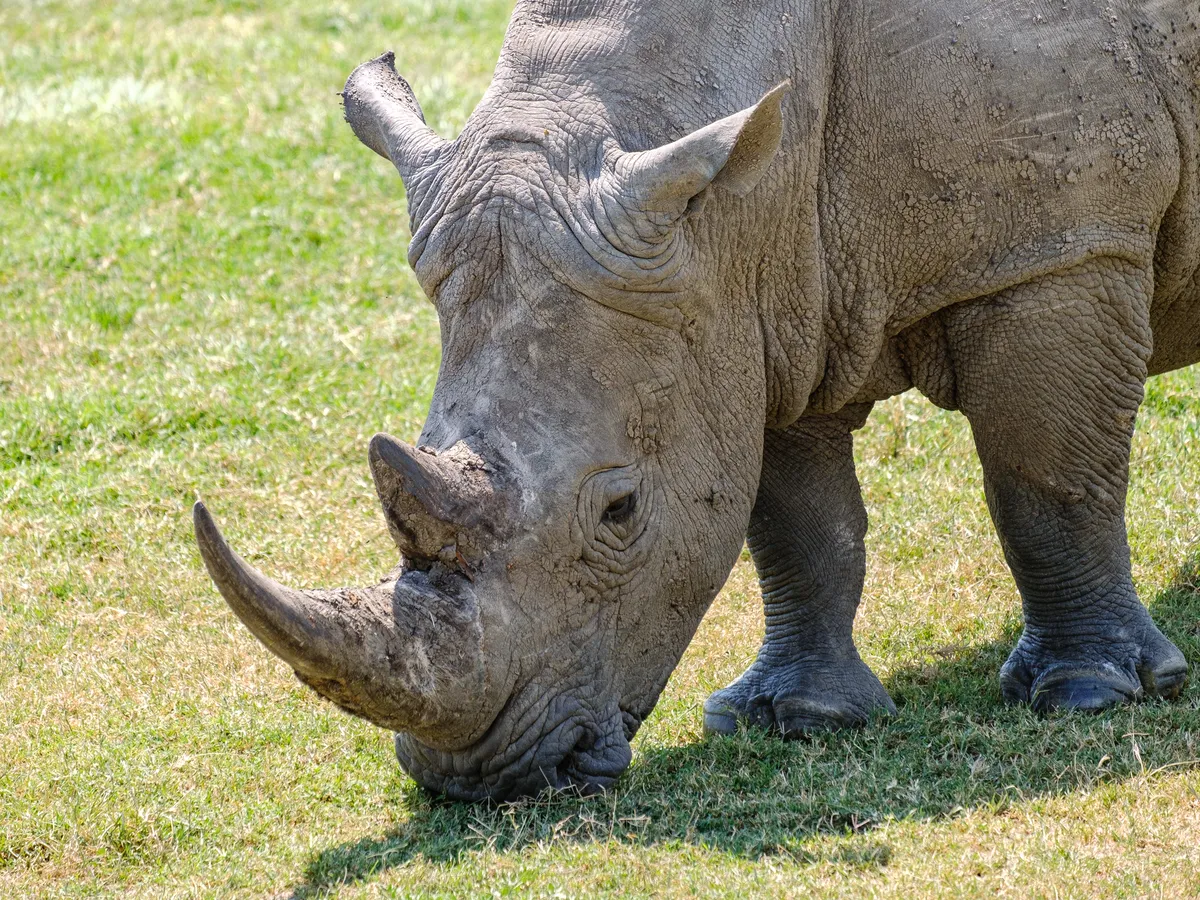 Breitmaulnashorn Nahaufnahme vom Kopf