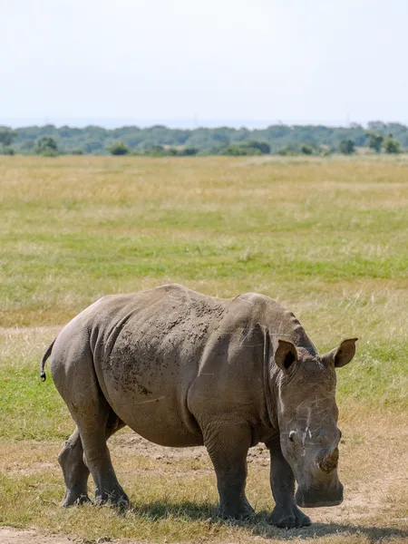 Breitmaulnashorn von Vorne