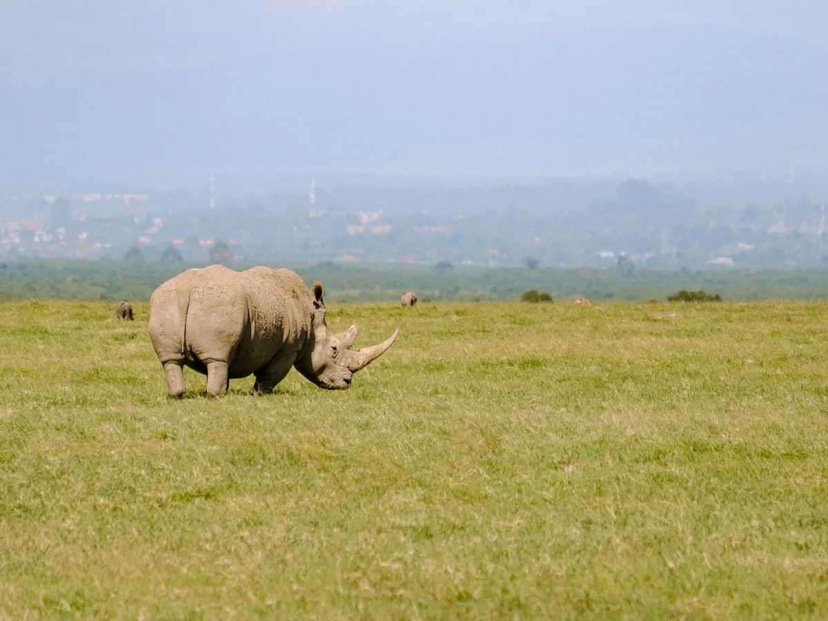 Breitmaulnashorn von der Seite mit dickem Horn