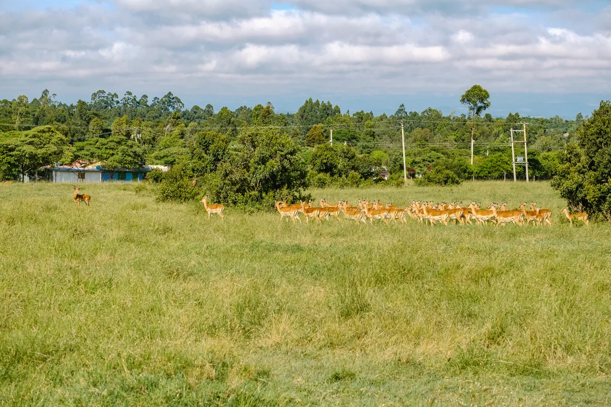 Eine Herde von Impalas auf der Wiese