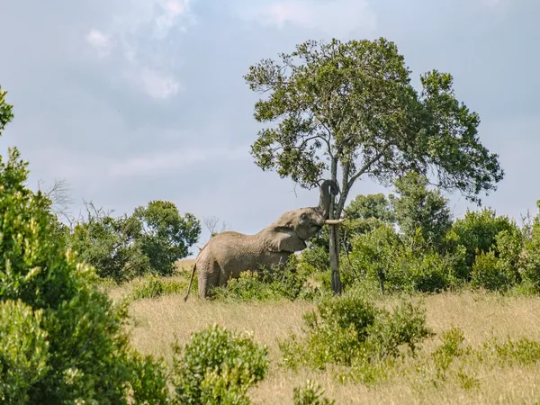 Elefant stößt gegen Baum