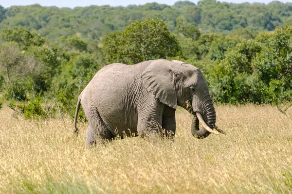 Elefant von der Seite