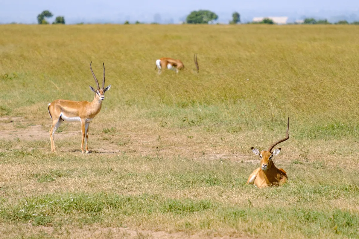 Grant-Gazelle mit abgebrochenem Horn