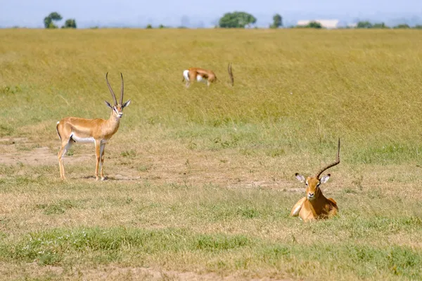 Grant-Gazelle mit abgebrochenem Horn