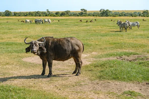 Kaffernbüffel auf Weide mit Zebras im Hintergrund