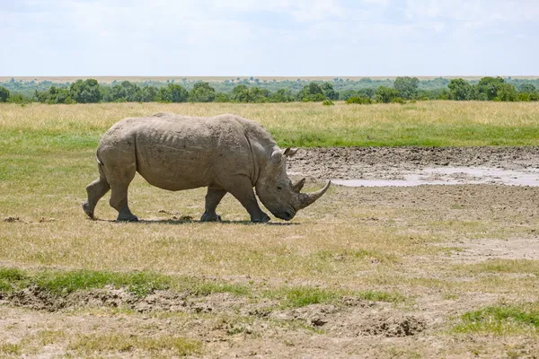 Laufendes Breitmaulnashorn von der Seite