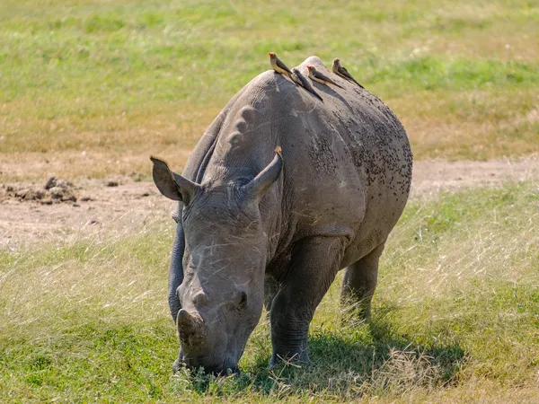 Nashorn mit Madenhackern auf dem Rücken