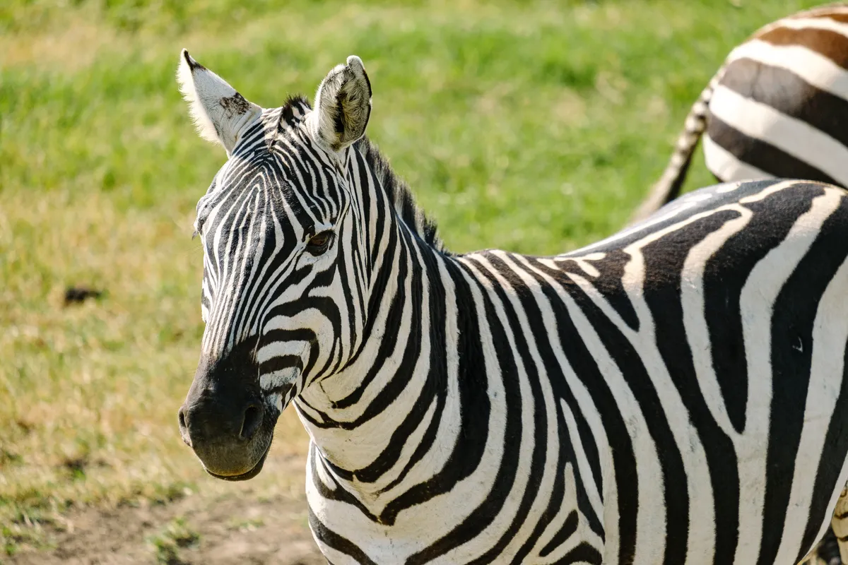 Steppenzebra Nahaufnahme vom Kopf