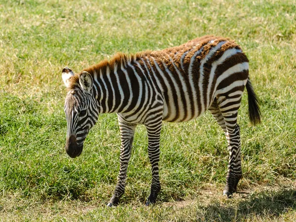 Steppenzebra