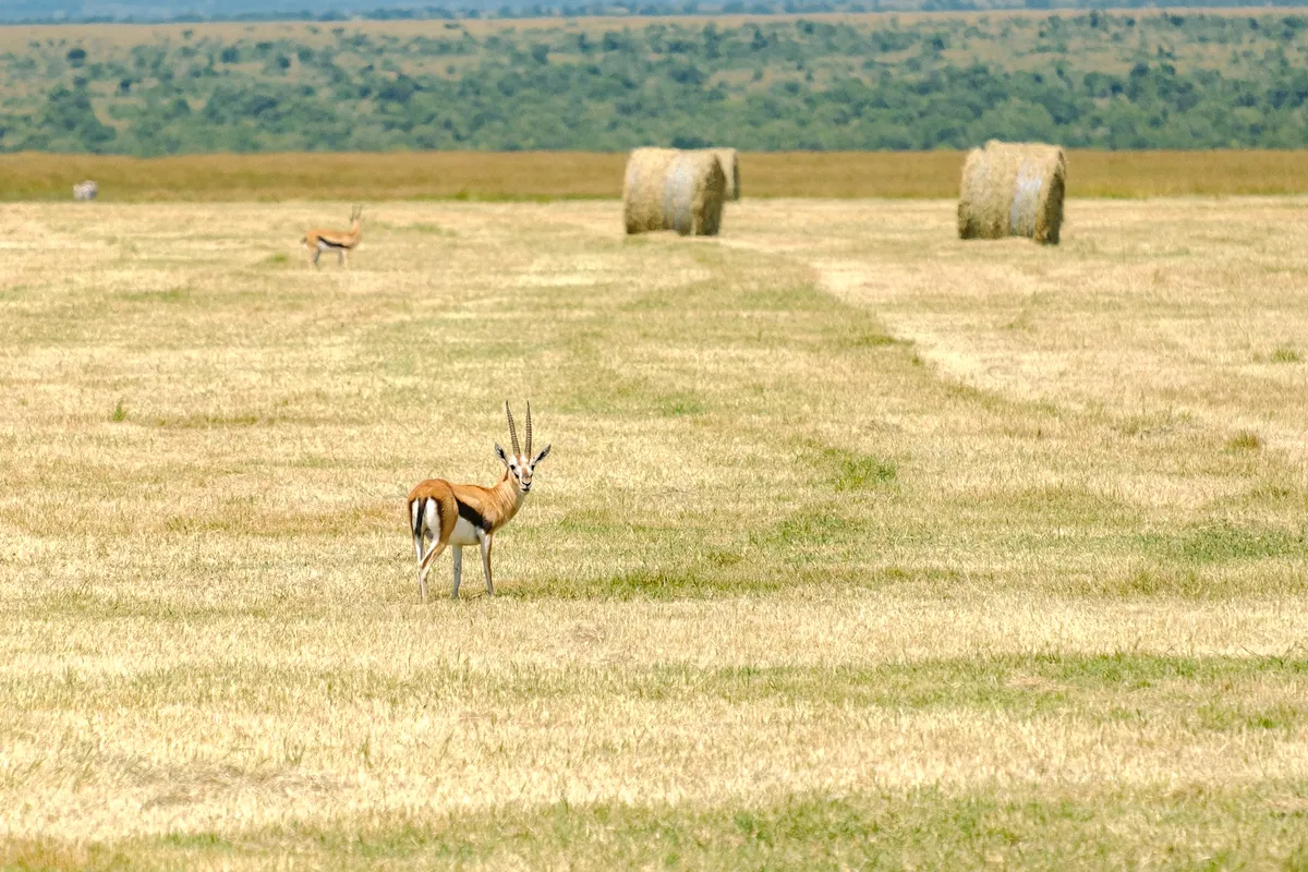 Thomson-Gazelle auf einem Weizenfeld