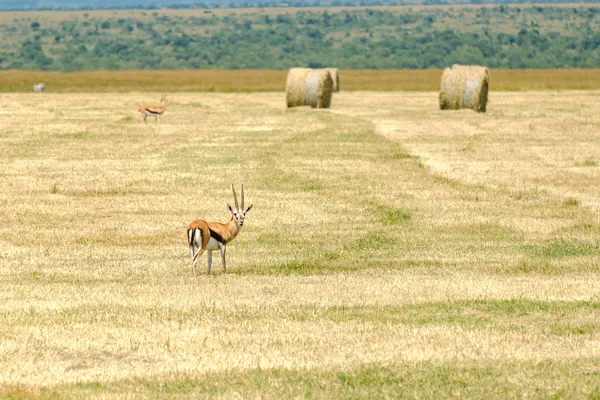 Thomson-Gazelle auf einem Weizenfeld