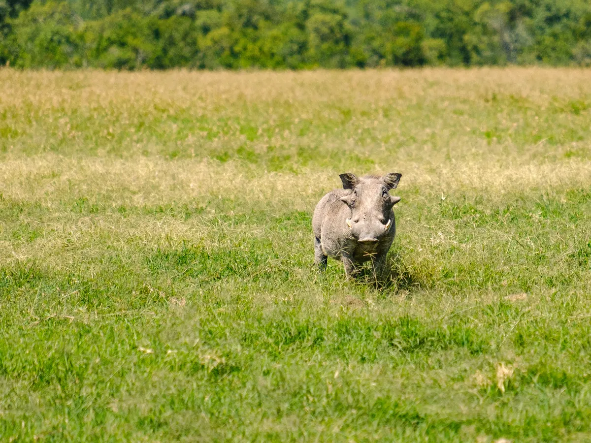 Warzenschwein auf einer Wiese