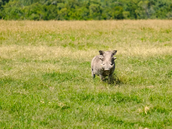 Warzenschwein auf einer Wiese