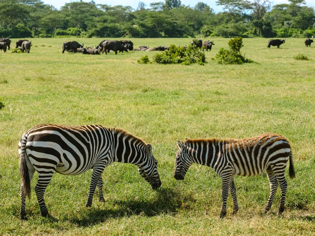 Zwei Zebras auf der Weide