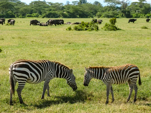 Zwei Zebras auf der Weide