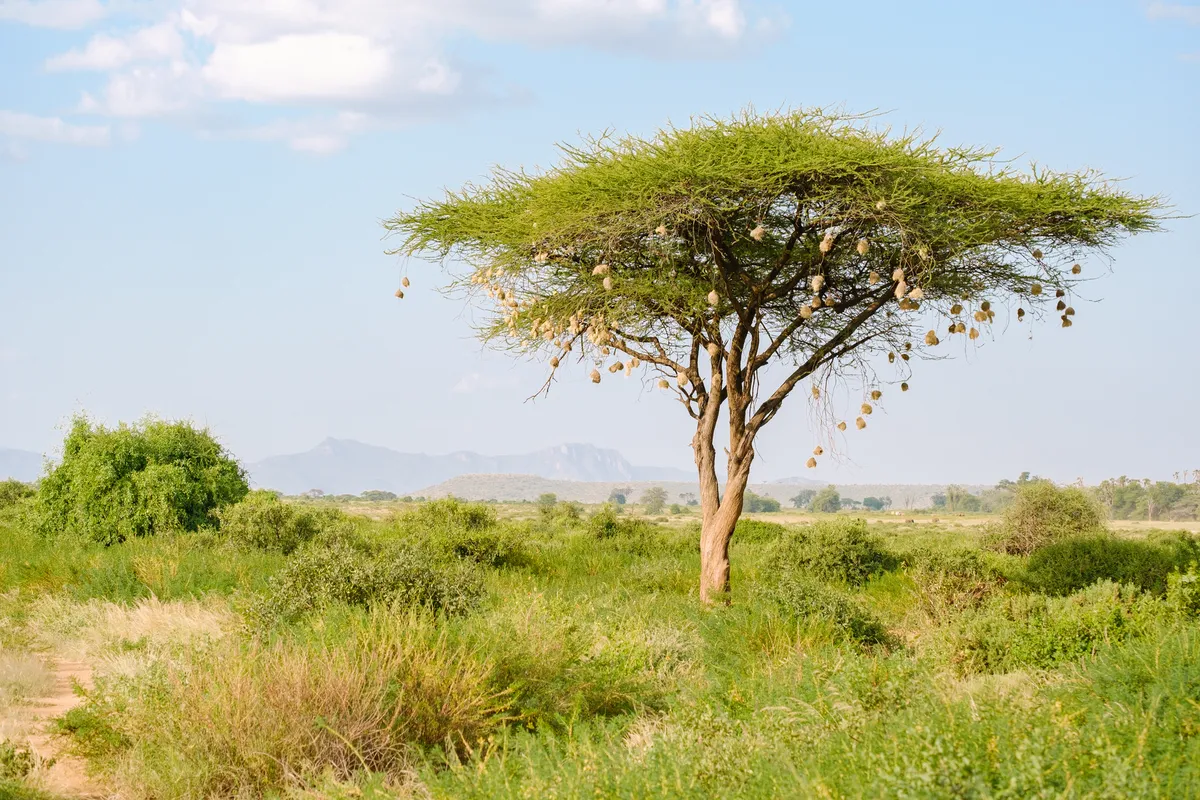 Akazienbaum im Samburu-Nationalreservat