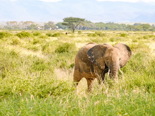 Elefant in der Savanne