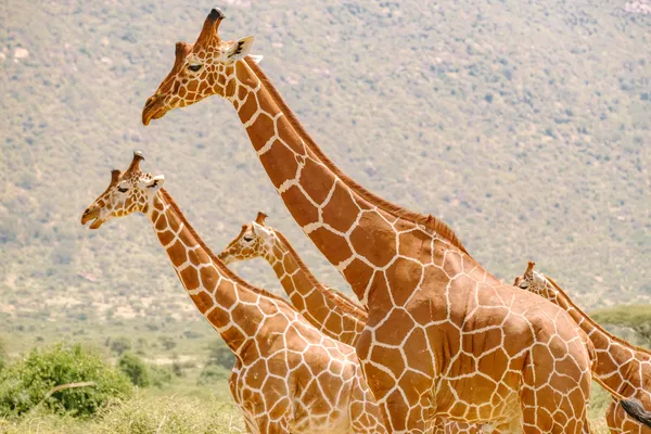 Familie von Netzgiraffen in Formation