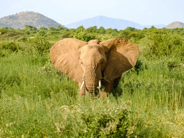 Frontalansicht auf Elefant mit gespreizten Ohren