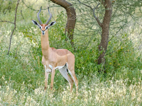 Giraffengazelle in der Savanne