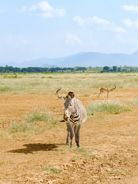 Grevy-Zebra in der Steppe