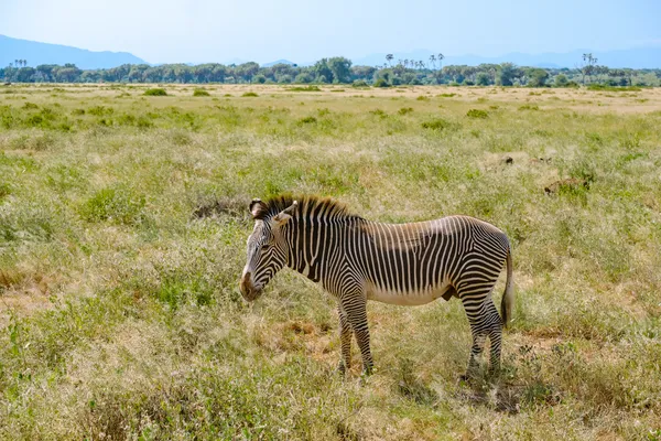 Grevy-Zebra in der Steppe von der Seite