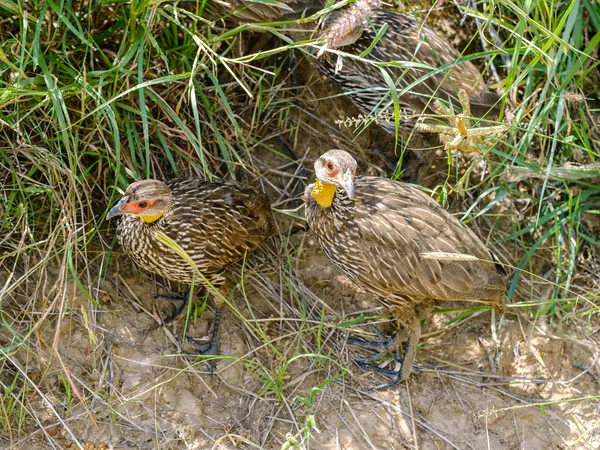 Gruppe von Gelbkehlfrankolinen