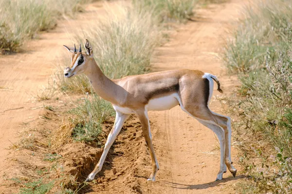 Junge Gazelle von der Seite