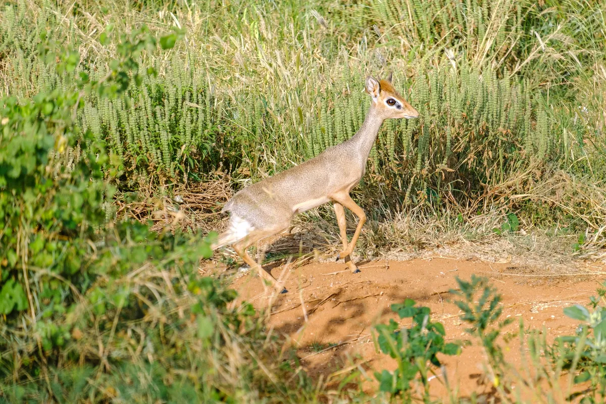 Kleines Kirk-Dikdik von der Seite