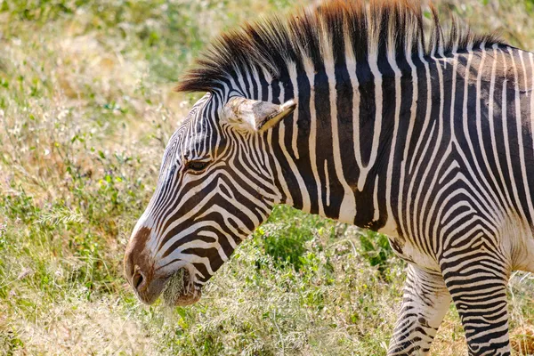 Nahaufnahme Grevy-Zebra mit Gras im Mund