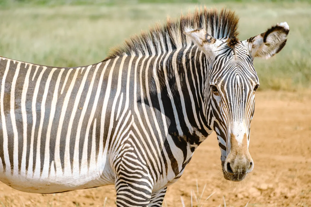 Nahaufnahme des Kopfes eines Grevy-Zebras