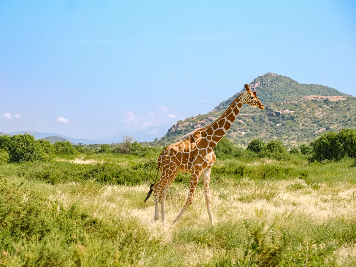 Netzgiraffe in der Steppe