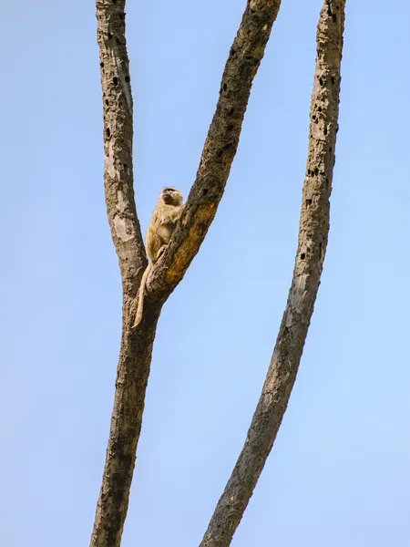 Pavian auf dem Baum