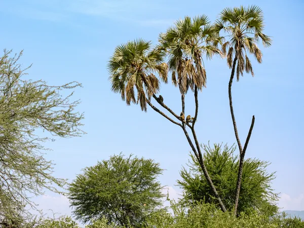 Paviane auf einer Palme