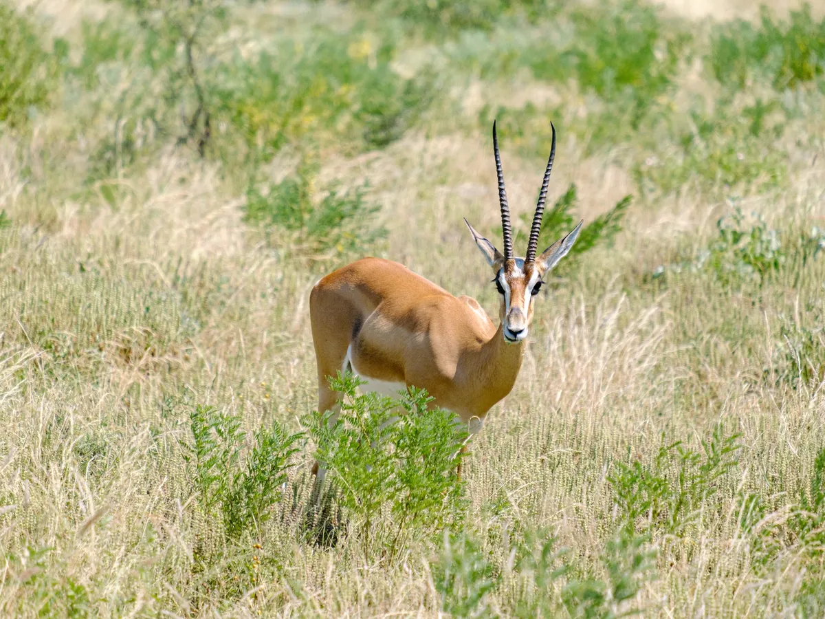 Portrait einer Grant-Gazelle