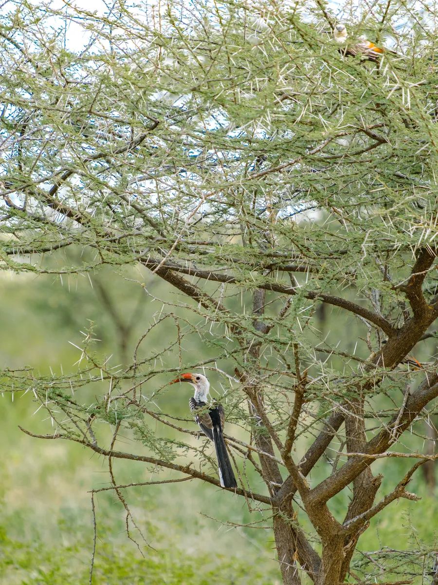 Savannentoko Vogel auf einem Baum