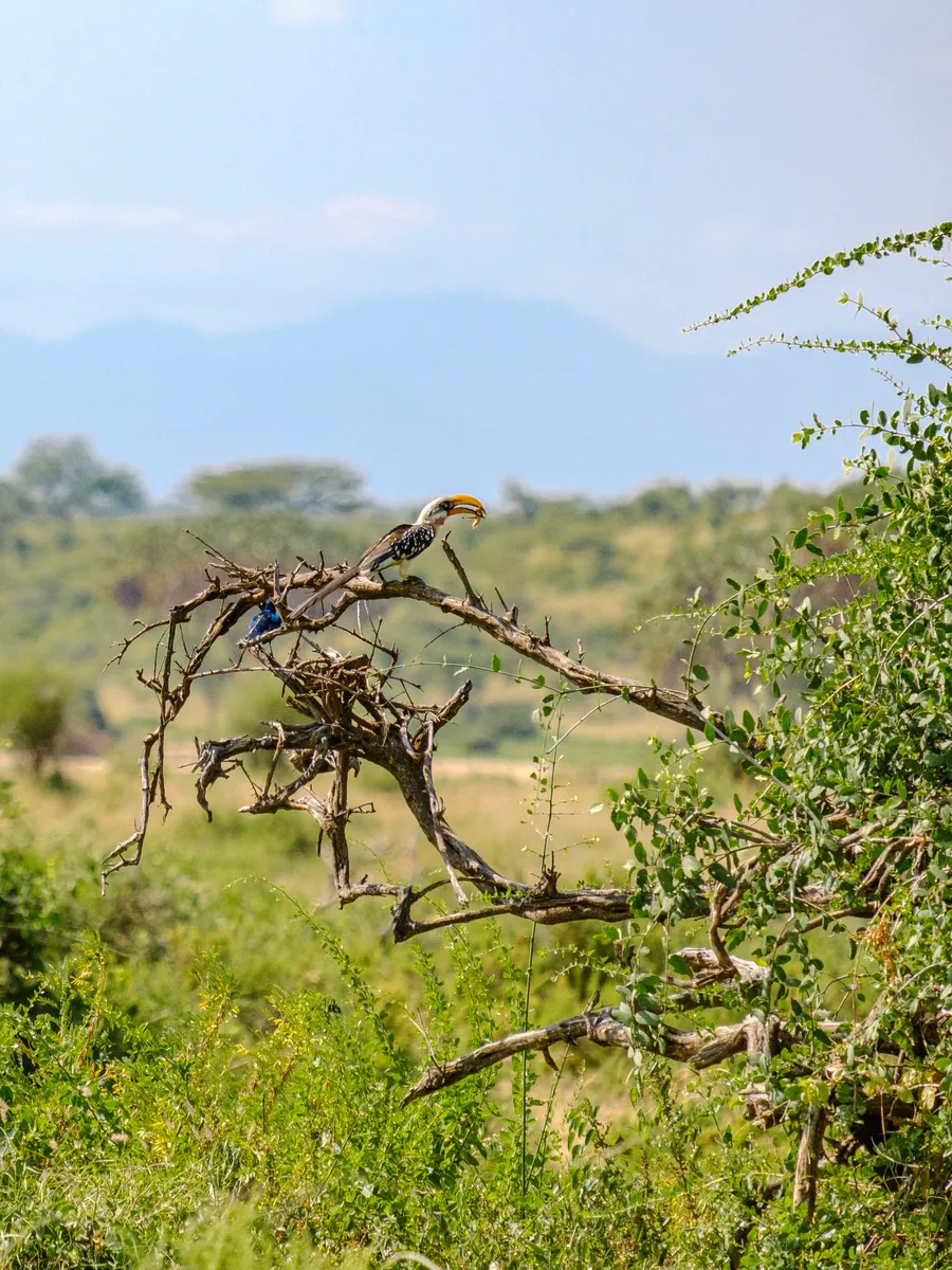 Savannentoko auf Baum